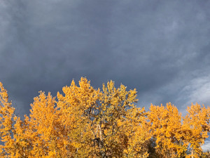 aspens